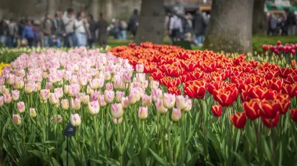 Duftende Floralia & Keukenhof Impression 4