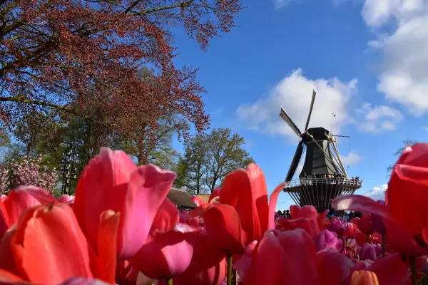 Duftende Floralia & Keukenhof Impression 3