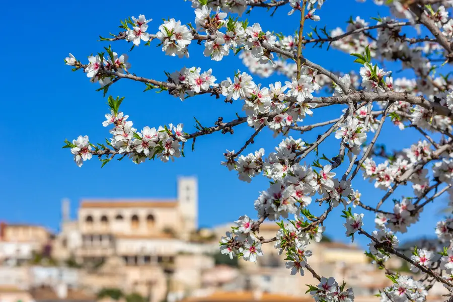 Frühlingserwachen zur Mandelblüte auf Mallorca