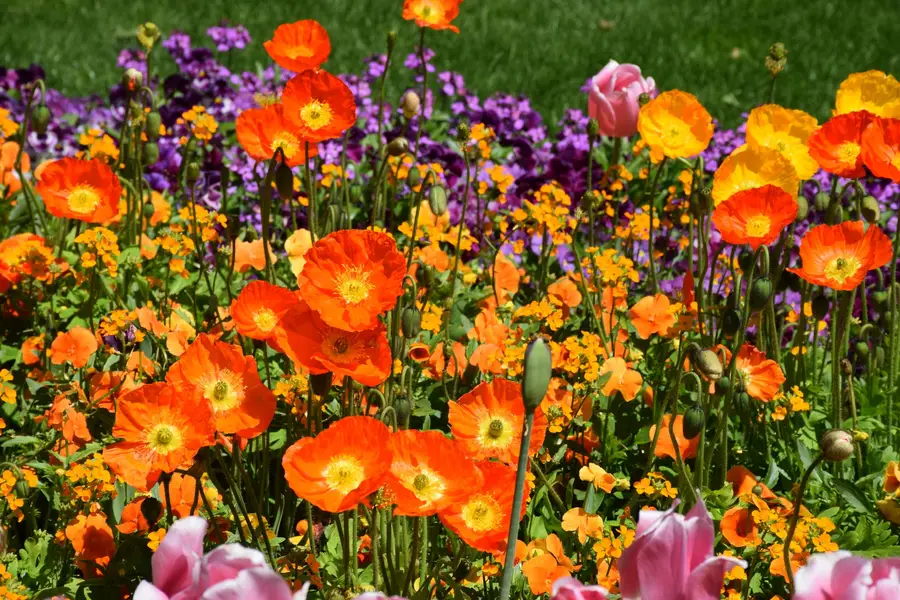 Blütenzauber zur Landesgartenschau Aue-Bad Schlema