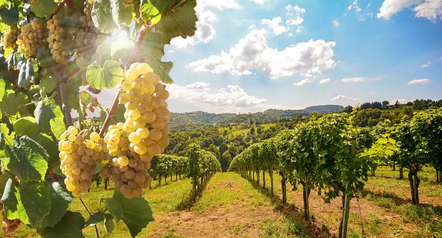Fränkische Gastfreundschaft im Weingut Mößlein 